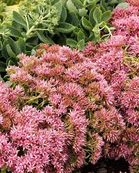 Image result for Sedum