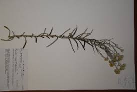 Image result for Pseudognaphalium oligandrum