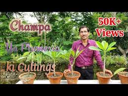 Pin On Regrow Vegetables