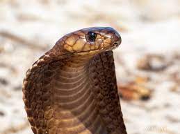Cape Cobra Naja Nivea From Durbanville South Africa Dangerously Venomous Cobra Nivea Dangerous