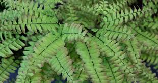 Image result for Adiantum poiretii