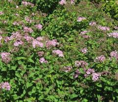 Image result for Spiraea japonica ´Little Princess