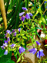 Image result for Sclerochiton