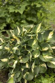 Von der palmlilie sind etwa 30 arten. 10 Pflegeleichte Gartenpflanzen Die Keine Muhe Machen Freudengarten