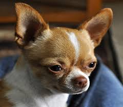 Precious, Dogs, Animals, Cute, Loyal, Brown, Beauitiful, Small, HD  wallpaper