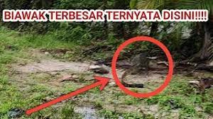 Komodo yang ditemukan pertama kali oleh peneliti barat pada tahun 1910. Biawak Terbesar Di Dunia Youtube