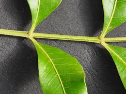 Image result for Ptaeroxylon obliquum