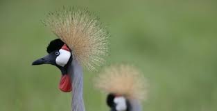 However, seven people in russia were found to be infected in 2021. Italia Registra Surto De Gripe Aviaria H5n8 Na Regiao Central Do Pais Brasilagro