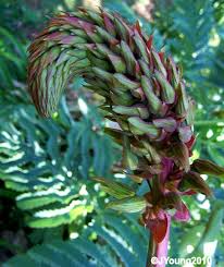 Image result for Melianthaceae