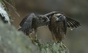 Irish Birds Of Prey Images The Week In Wildlife In Pictures Birds Photography Art Birds Of Prey Love Birds Drawing