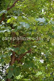 Image result for Vernicia