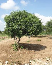 Image result for Salvadora persica