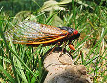 Hailing from tupelo, based in starkville, mississippi, cicadas are a dynamic duo known for their. Brood X Wikipedia