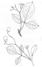 Image result for Vitex madiensis