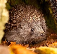 images?q=tbn:ANd9GcTURLvC5qyurUNjJqXj4P9Ci0cZlRE2sHusjp_X0YCePzfg8SM6