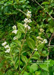 Image result for Trichoneura schlechteri