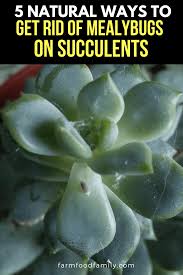 Maybe you would like to learn more about one of these? How To Get Rid Of Mealybugs On Succulents 5 Natural Ways