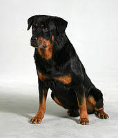 Rottweiler Wikipedia