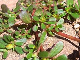 That a man may use as simple a diet as the animals, and yet retain health and strength. Free Food Edible Weeds In Australia Sustainable Living