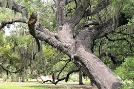Fruit trees require pruning, the removal of a portion of a tree to correct or maintain tree structure for optimum plant. Should I Stake My Fruit Tree Garden Of Luma