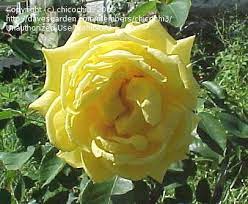 He signed with the san francisco 49ers as undrafted free agent in 2013. Plantfiles Pictures Hybrid Tea Rose Lowell Thomas Rosa By Chicochi3