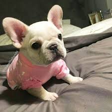 We specialize in english bulldogs and english bulldog puppies in prescott, az. French Bulldog Puppies Cost Australia Crazypurplemama
