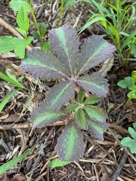 Image result for Cyphostemma lanigerum