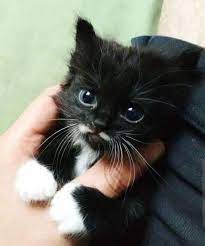 Some people wrongly assume that tuxedo cats are a specific breed. The Most Adorable Little Black And White Kitten I Ve Seen So Far Today Black And White Kittens Kittens Cutest Cute Cat Gif