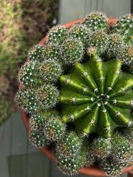 Plant database entry for echinobivia (echinopsis 'rainbow bursts') with 7 images and 9 data details. Echinobivia Rainbow Burst Succulents