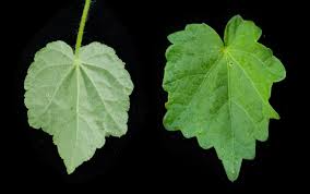 Image result for Pavonia leptocalyx