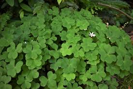 Image result for Oxalis oligotricha
