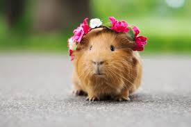 Like puppies, bunnies, babies, and so on. This Book Shows Guinea Pigs Performing Romeo Juliet