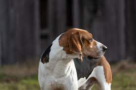 It barber shop redbone coonhound. Hound Photography Portfolio Sc Dog Photographer Southern Sound Photography