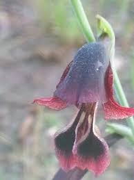 Image result for Hypericophyllum