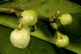 Image result for Garcinia volkensii
