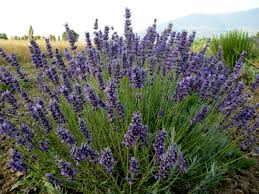 Risultati immagini per lavanda