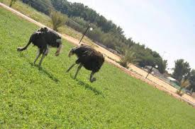 مزرعة و محمية المها منصة رحلتي