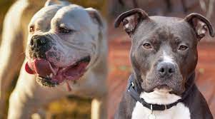 We did not find results for: American Bulldog Vs Pitbull Terrier Breed Comparison