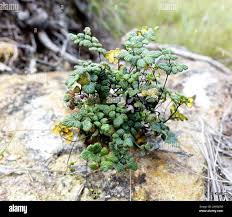Image result for Pityrogramma argentea