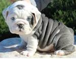 English Bulldog Puppies For Sale - English Bulldogs ...