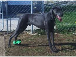 A gentle giant, the great dane is nothing short of majestic. Great Dane Puppies In Indiana