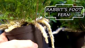 My plants seem to like it. Rabbit S Foot Fern Youtube