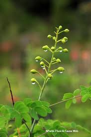 Image result for Erythrostemon