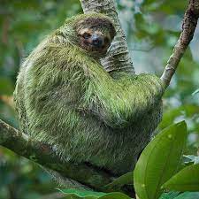 Cuipo Algae Sloth Cuipo Sloth Facts Three Toed Sloth Sloth Photos