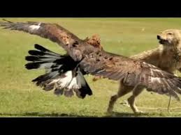 And while it's smooth and powerful, it. 54 Gambar Harimau Vs Elang Paling Hist Gambar Pixabay