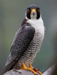 Peregrine Falcon Birds Of Prey Animals Daddy Kestrel Pet Birds Beautiful Birds Peregrine Falcon