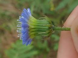 Image result for Crassocephalum rubens