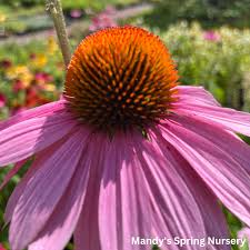 Image result for Echinacea purpurea `Magnus`