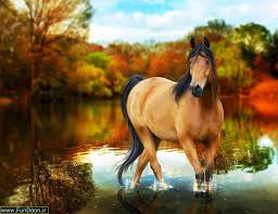 نتیجه تصویری برای تصویر زیبای اسب ها