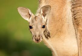 Plants use sunlight, water and nutrients to get energy (in a process called photosynthesis). Kangaroo Archives Animal Fact Guide